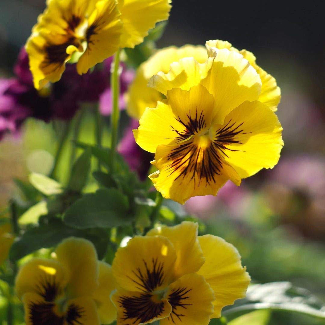 Tiger Eye Flower Seeds for planting in home garden